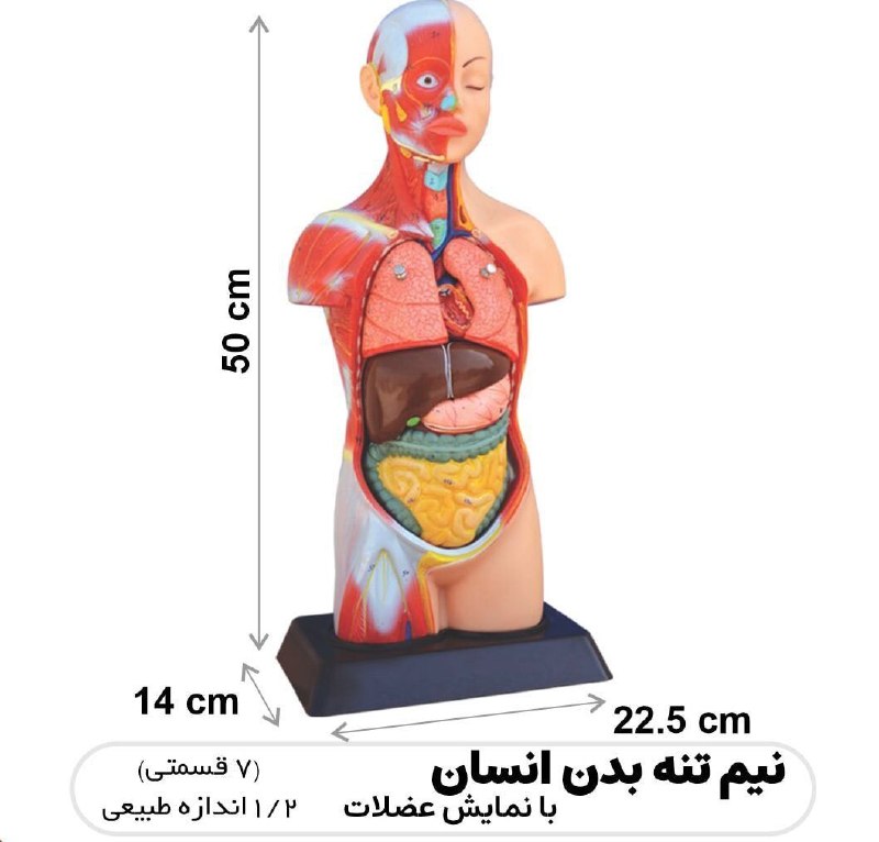 f8a46c0a-5fdb-4b3f-9191-2f6bb2ec0c87.jfif_.jpg مولاژ 1/2 با ماهیچه - تصویر 1